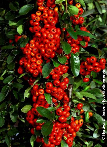 © Hortival Diffusion - Tous droits réservés