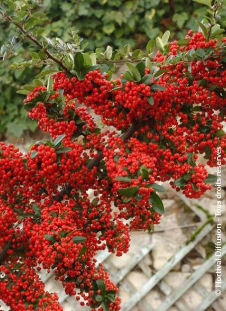 © Hortival Diffusion - Tous droits réservés