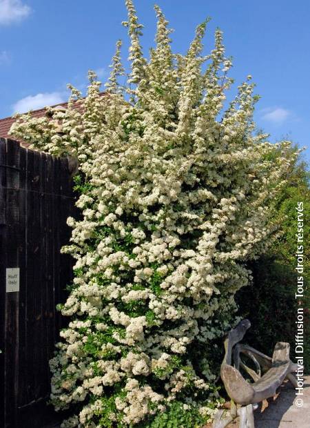 © Hortival Diffusion - Tous droits réservés