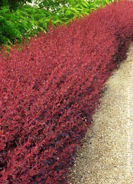 © Hortival Diffusion - Tous droits réservés