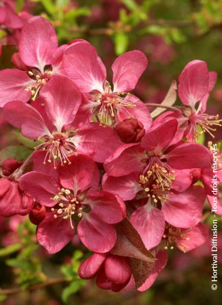 © Hortival Diffusion - Tous droits réservés