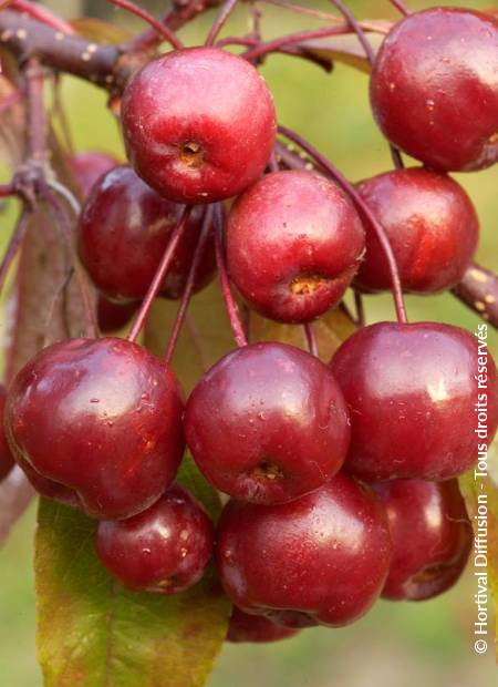 © Hortival Diffusion - Tous droits réservés