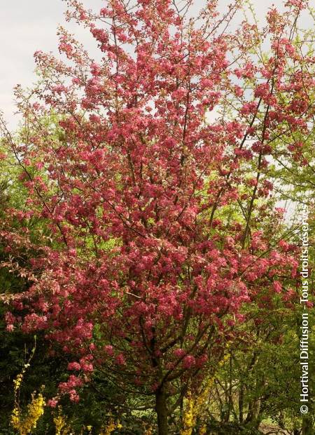 © Hortival Diffusion - Tous droits réservés