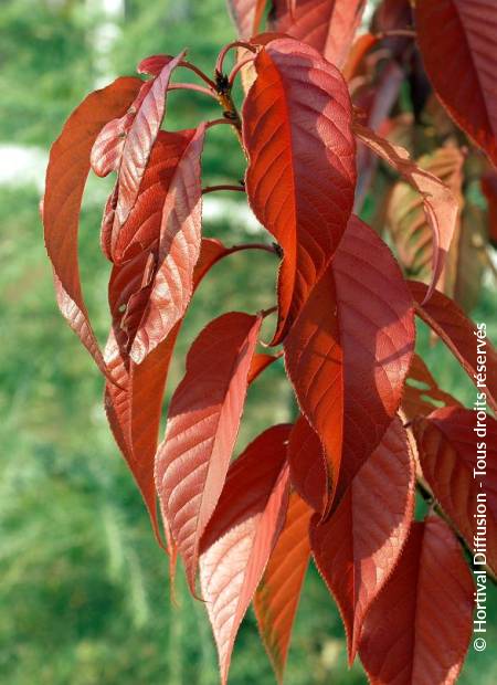 © Hortival Diffusion - Tous droits réservés