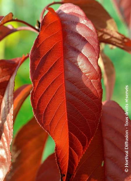 © Hortival Diffusion - Tous droits réservés