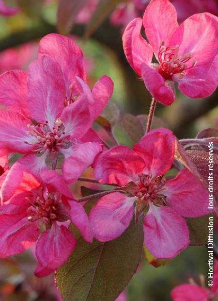 © Hortival Diffusion - Tous droits réservés