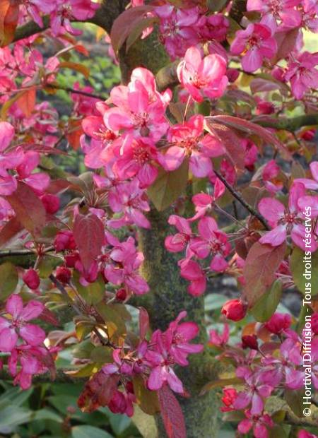 © Hortival Diffusion - Tous droits réservés