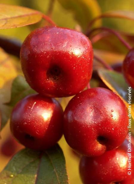 © Hortival Diffusion - Tous droits réservés