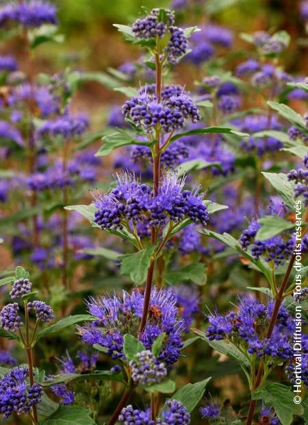 © Hortival Diffusion - Tous droits réservés