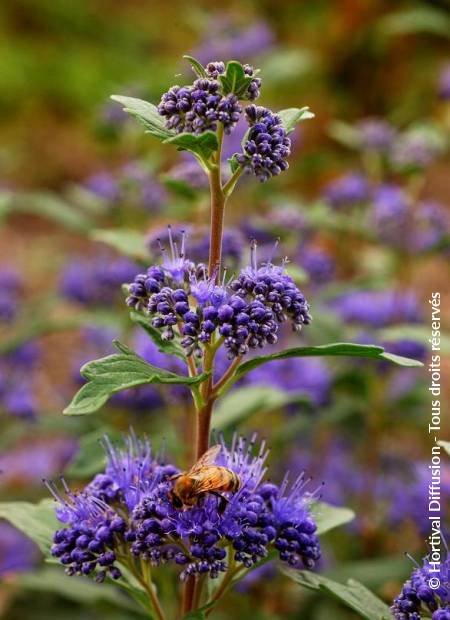 © Hortival Diffusion - Tous droits réservés