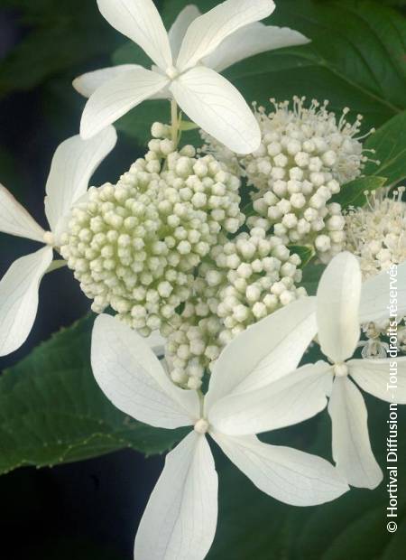 © Hortival Diffusion - Tous droits réservés