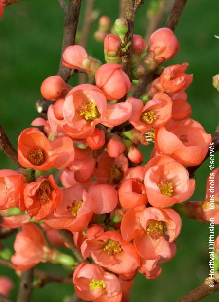 © Hortival Diffusion - Tous droits réservés