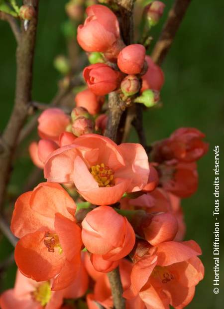 © Hortival Diffusion - Tous droits réservés