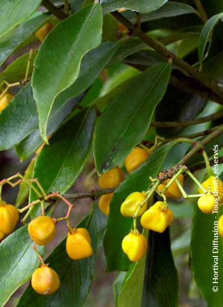 © Hortival Diffusion - Tous droits réservés