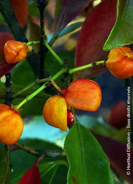 © Hortival Diffusion - Tous droits réservés