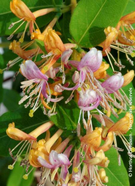 © Hortival Diffusion - Tous droits réservés