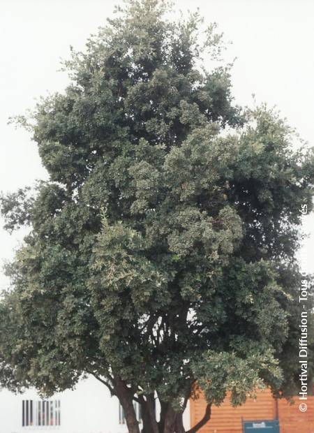 © Hortival Diffusion - Tous droits réservés