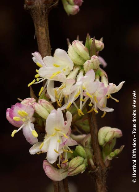 © Hortival Diffusion - Tous droits réservés