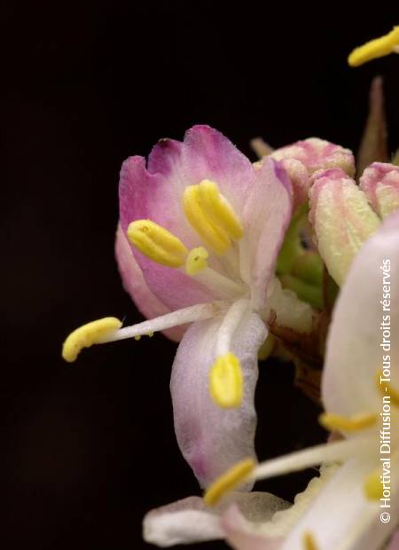 © Hortival Diffusion - Tous droits réservés