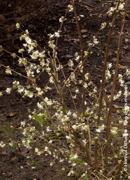 © Hortival Diffusion - Tous droits réservés