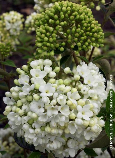 © Hortival Diffusion - Tous droits réservés