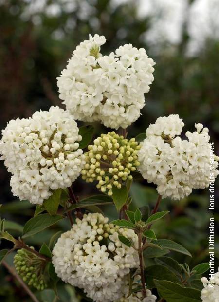 © Hortival Diffusion - Tous droits réservés