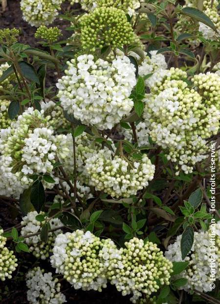 © Hortival Diffusion - Tous droits réservés