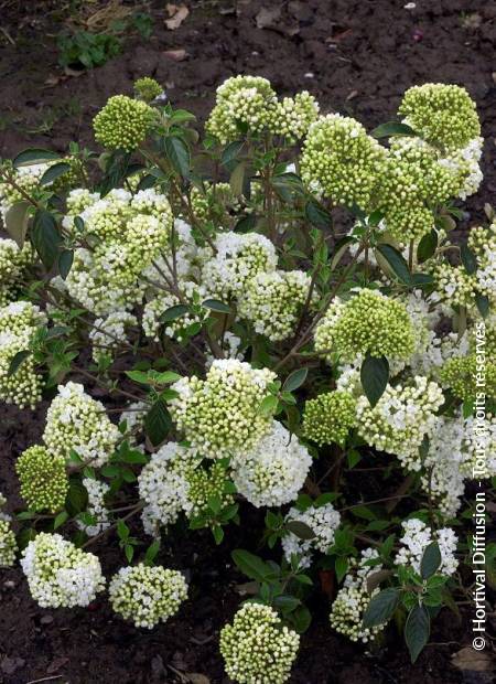 © Hortival Diffusion - Tous droits réservés