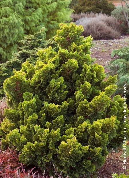 © Hortival Diffusion - Tous droits réservés