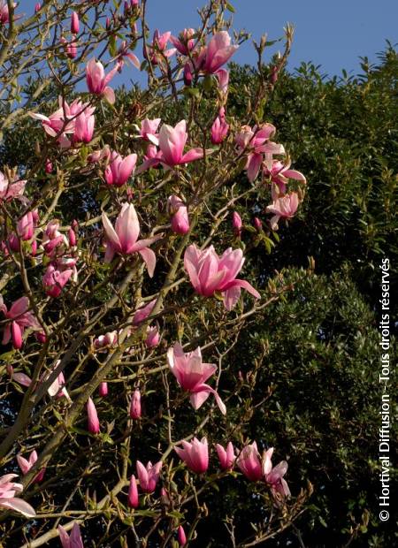 © Hortival Diffusion - Tous droits réservés