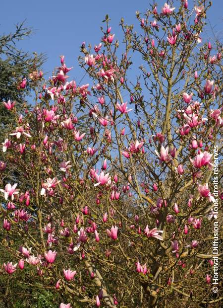 © Hortival Diffusion - Tous droits réservés