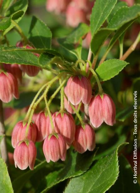 © Hortival Diffusion - Tous droits réservés