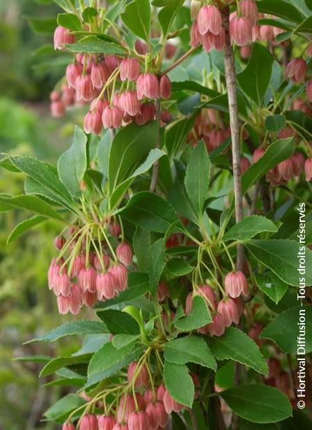 © Hortival Diffusion - Tous droits réservés