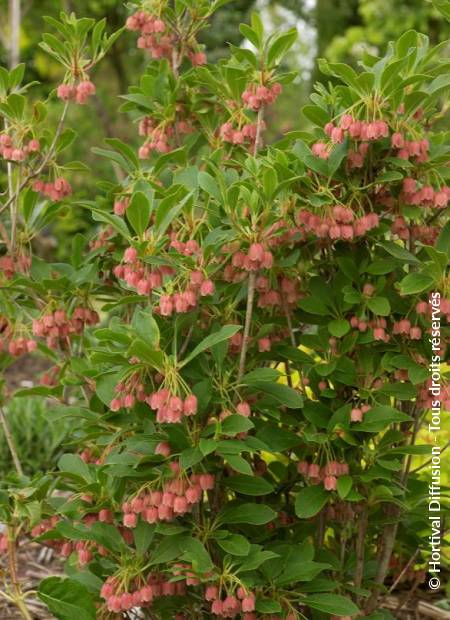 © Hortival Diffusion - Tous droits réservés