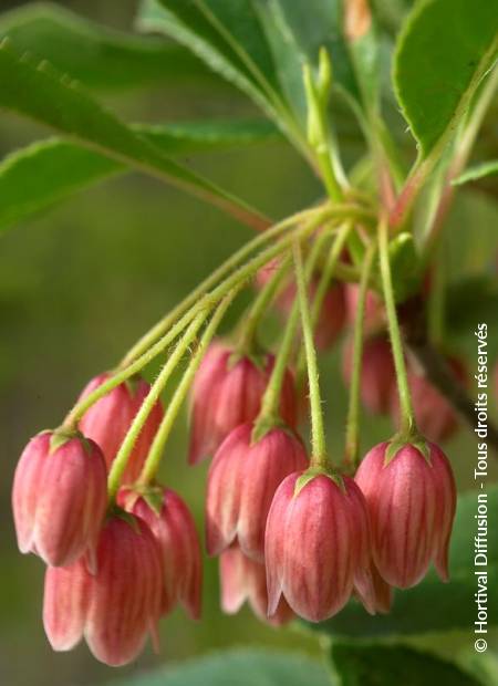 © Hortival Diffusion - Tous droits réservés