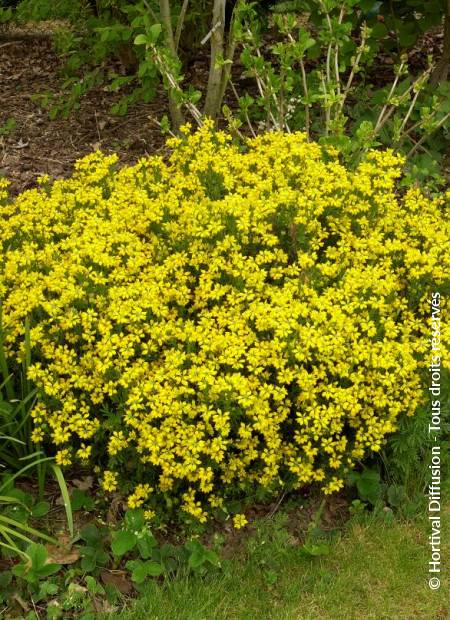 © Hortival Diffusion - Tous droits réservés