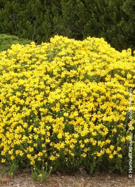 © Hortival Diffusion - Tous droits réservés