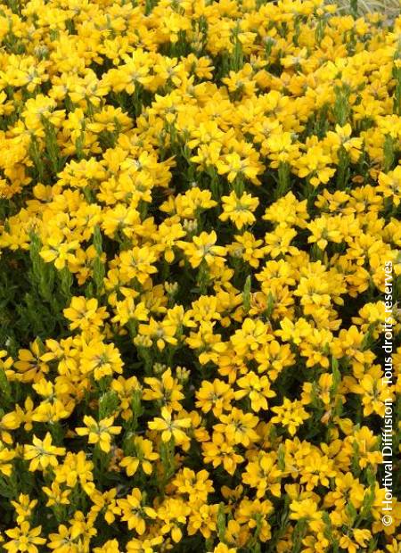 © Hortival Diffusion - Tous droits réservés