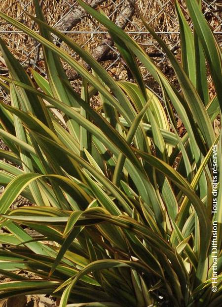 © Hortival Diffusion - Tous droits réservés