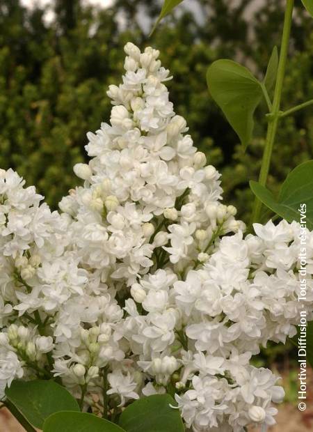 © Hortival Diffusion - Tous droits réservés