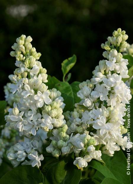 © Hortival Diffusion - Tous droits réservés