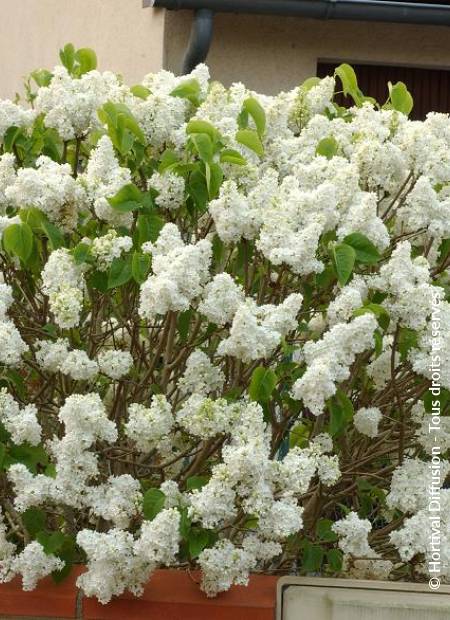 © Hortival Diffusion - Tous droits réservés