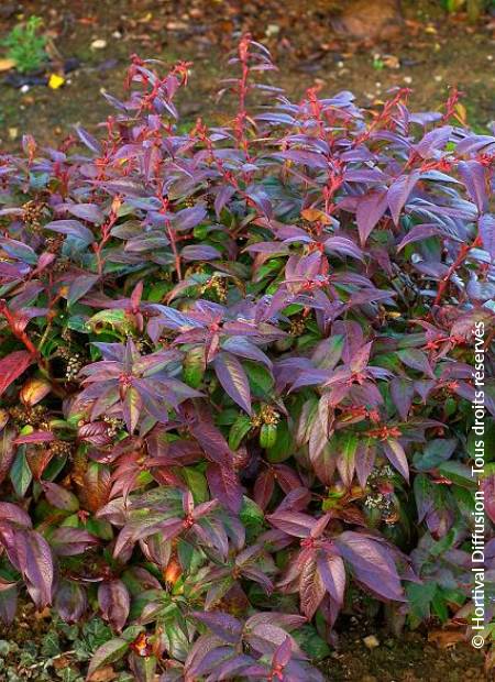 © Hortival Diffusion - Tous droits réservés