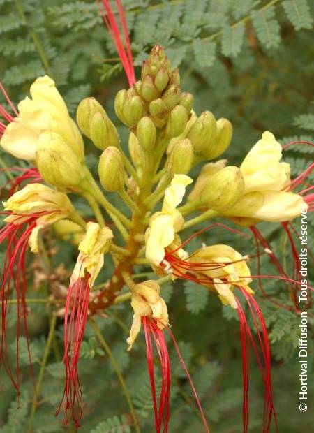 © Hortival Diffusion - Tous droits réservés