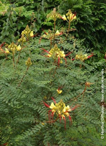 © Hortival Diffusion - Tous droits réservés