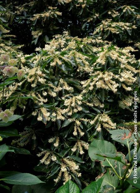 © Hortival Diffusion - Tous droits réservés