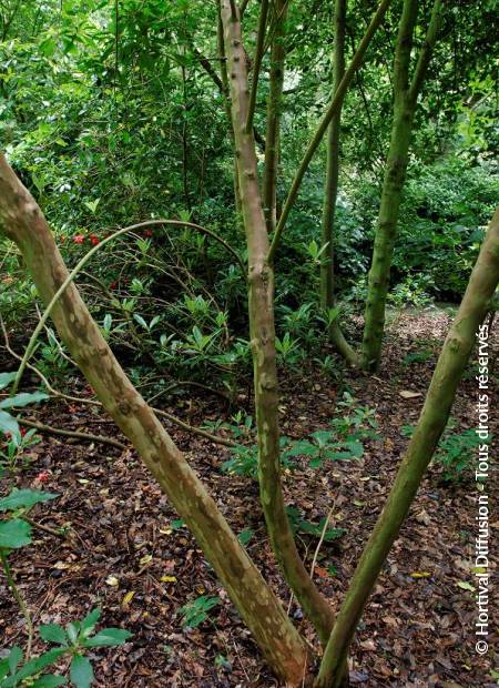 © Hortival Diffusion - Tous droits réservés