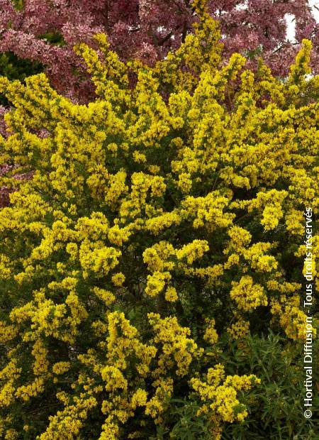 © Hortival Diffusion - Tous droits réservés