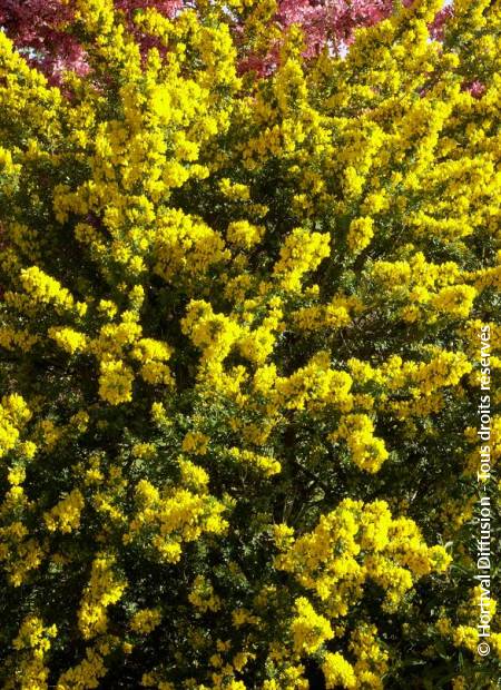 © Hortival Diffusion - Tous droits réservés