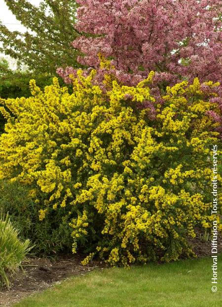 © Hortival Diffusion - Tous droits réservés